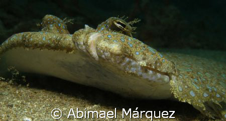 Peacock Flounder, Sugar Pier, Aguadilla, P.R. by Abimael Márquez 
